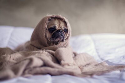 Winter Wellness: A Holistic Approach to Beat the Blues – Embracing Light, Grounding, and Consistent Routines